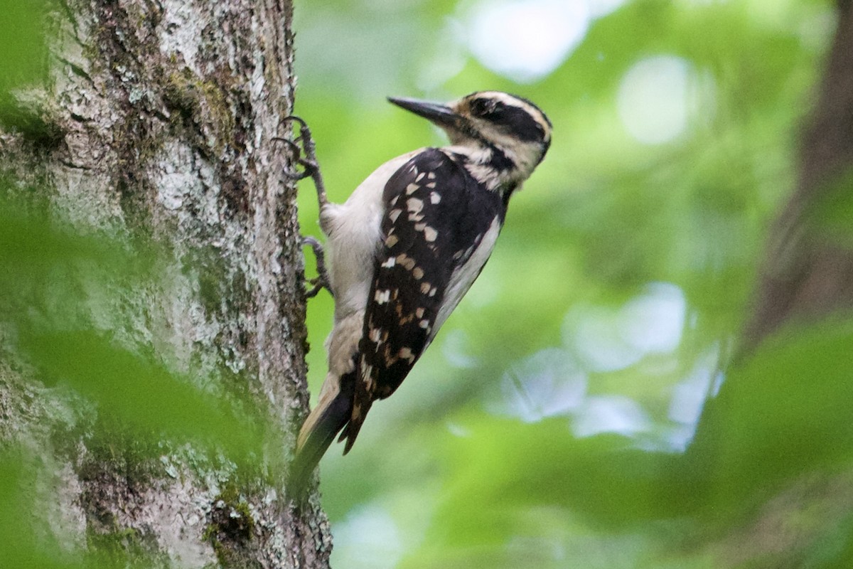 Hairy Woodpecker - Mark Pellegri