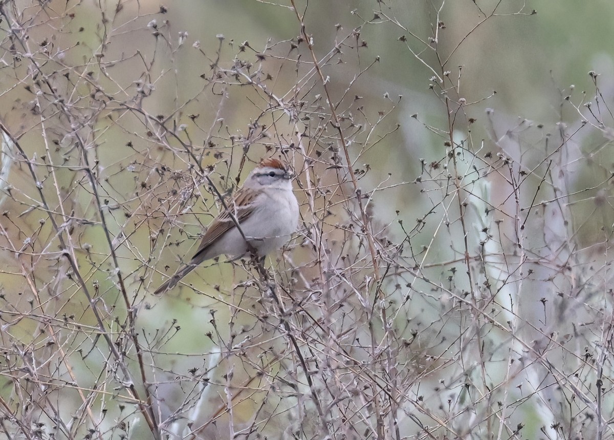 Chipping Sparrow - ML618438218