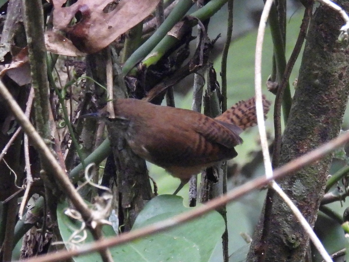 Buff-breasted Wren - ML618438224