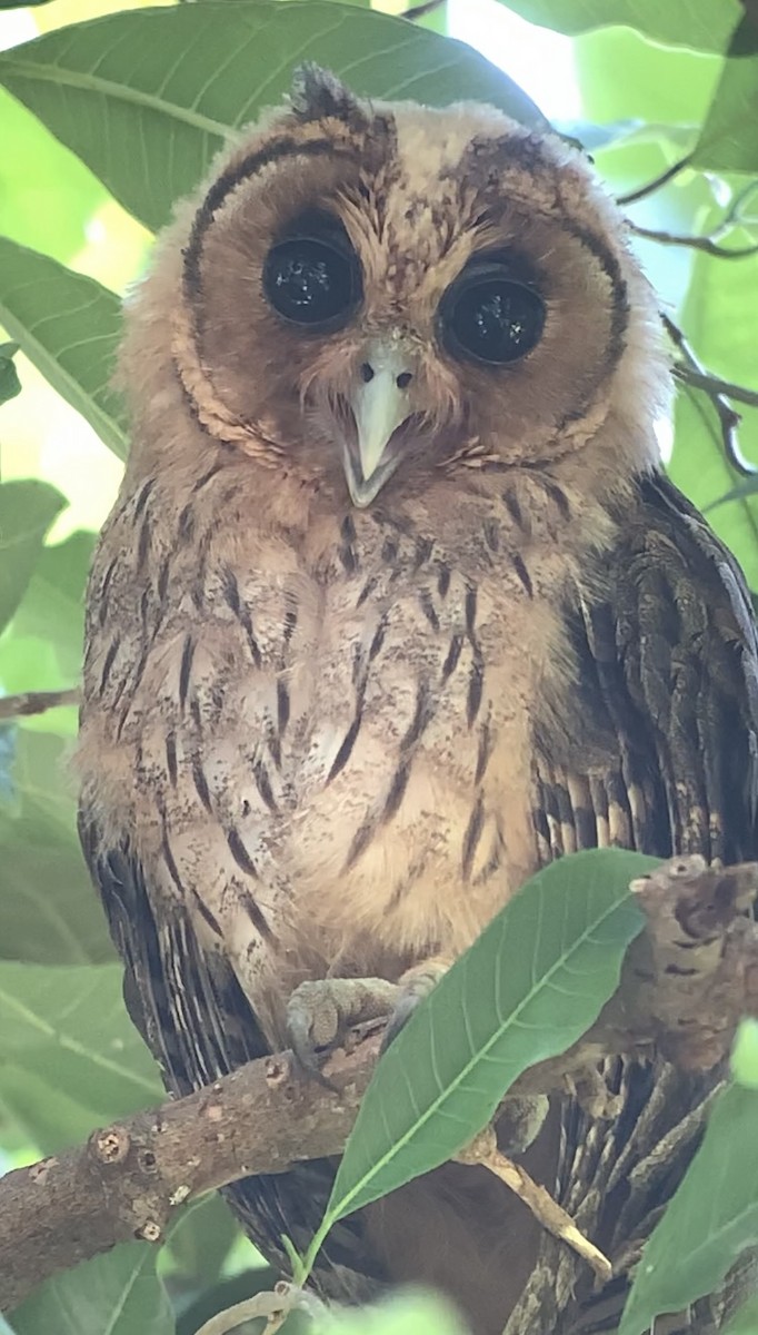Jamaican Owl - ML618438254