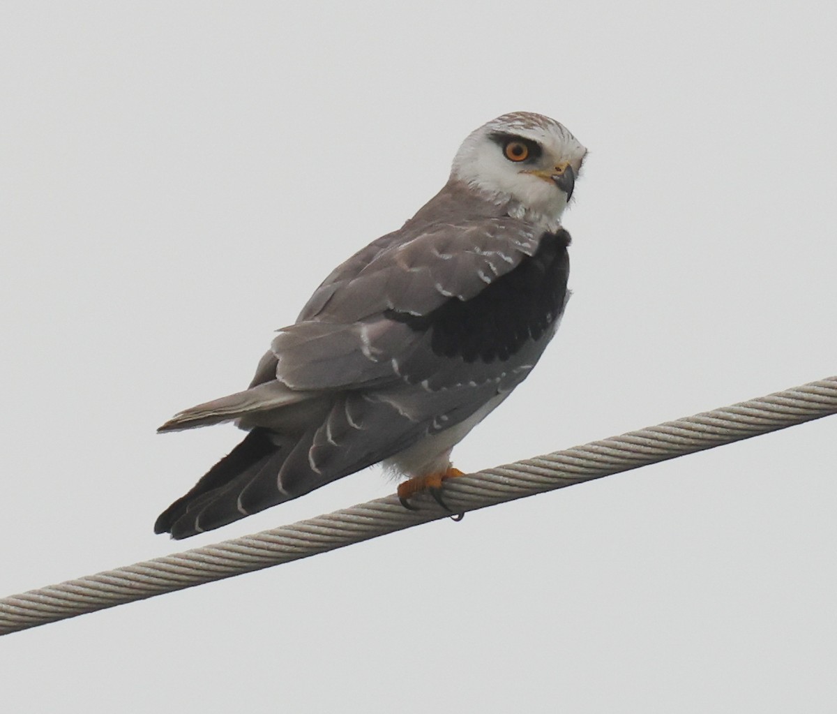 Black-winged Kite - Jordan Roderick