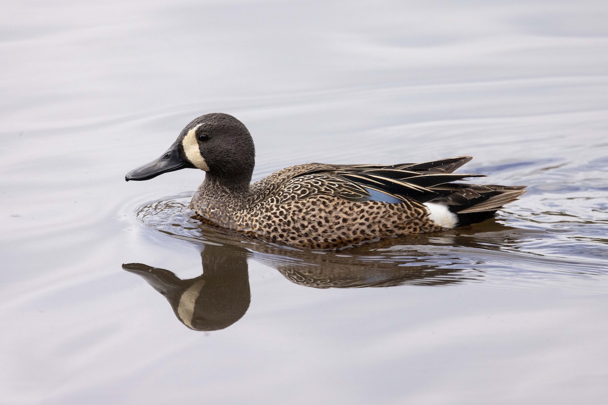 Blue-winged Teal - ML618438262