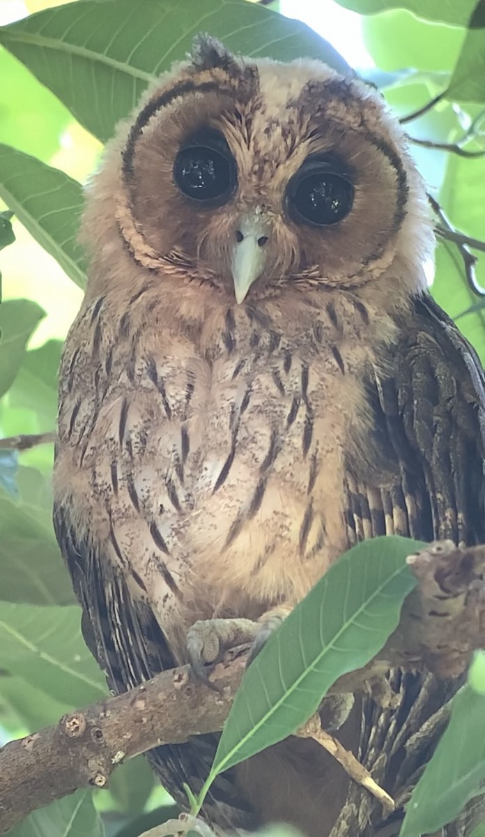 Jamaican Owl - ML618438269