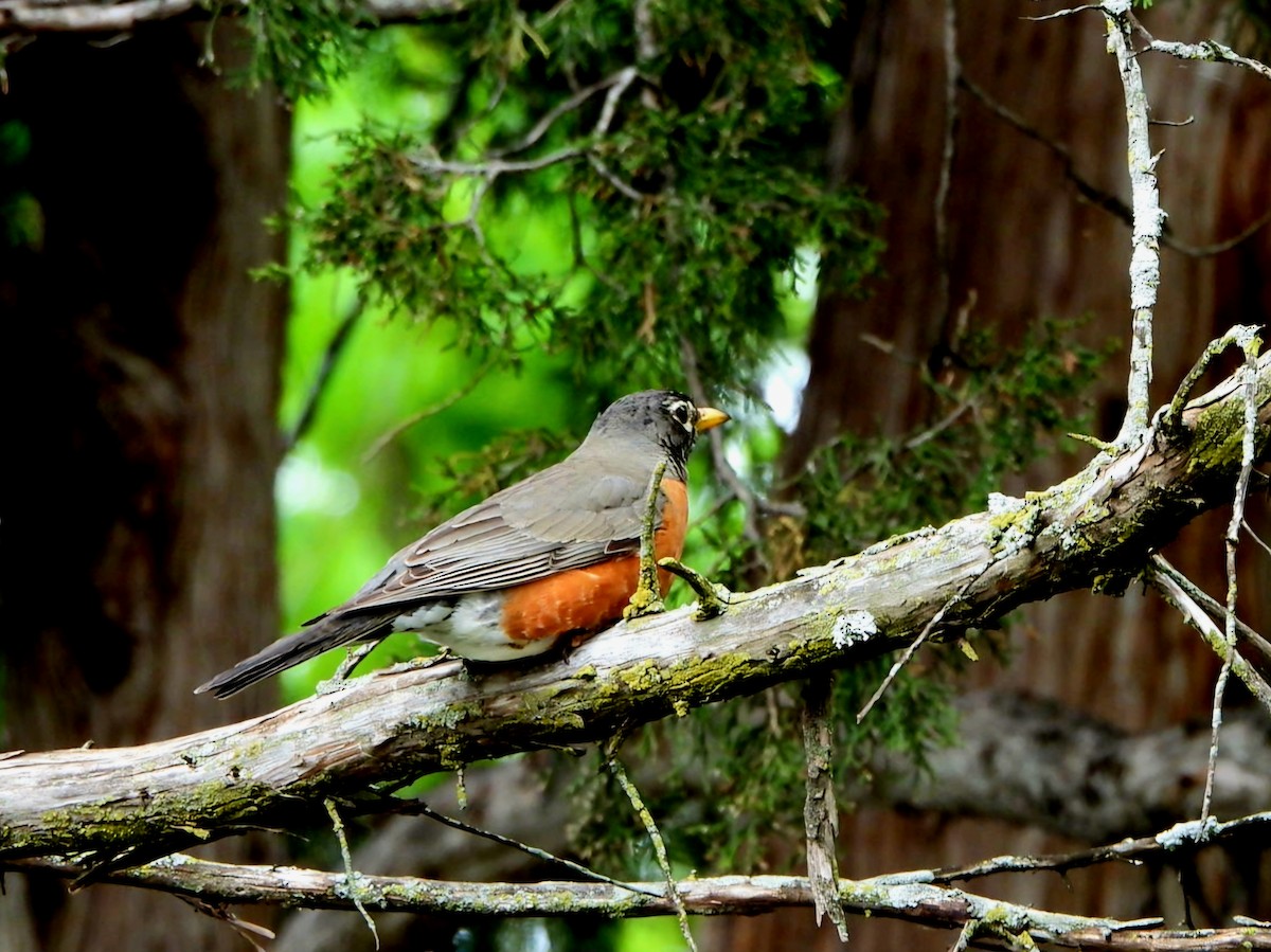 American Robin - Randy Ison