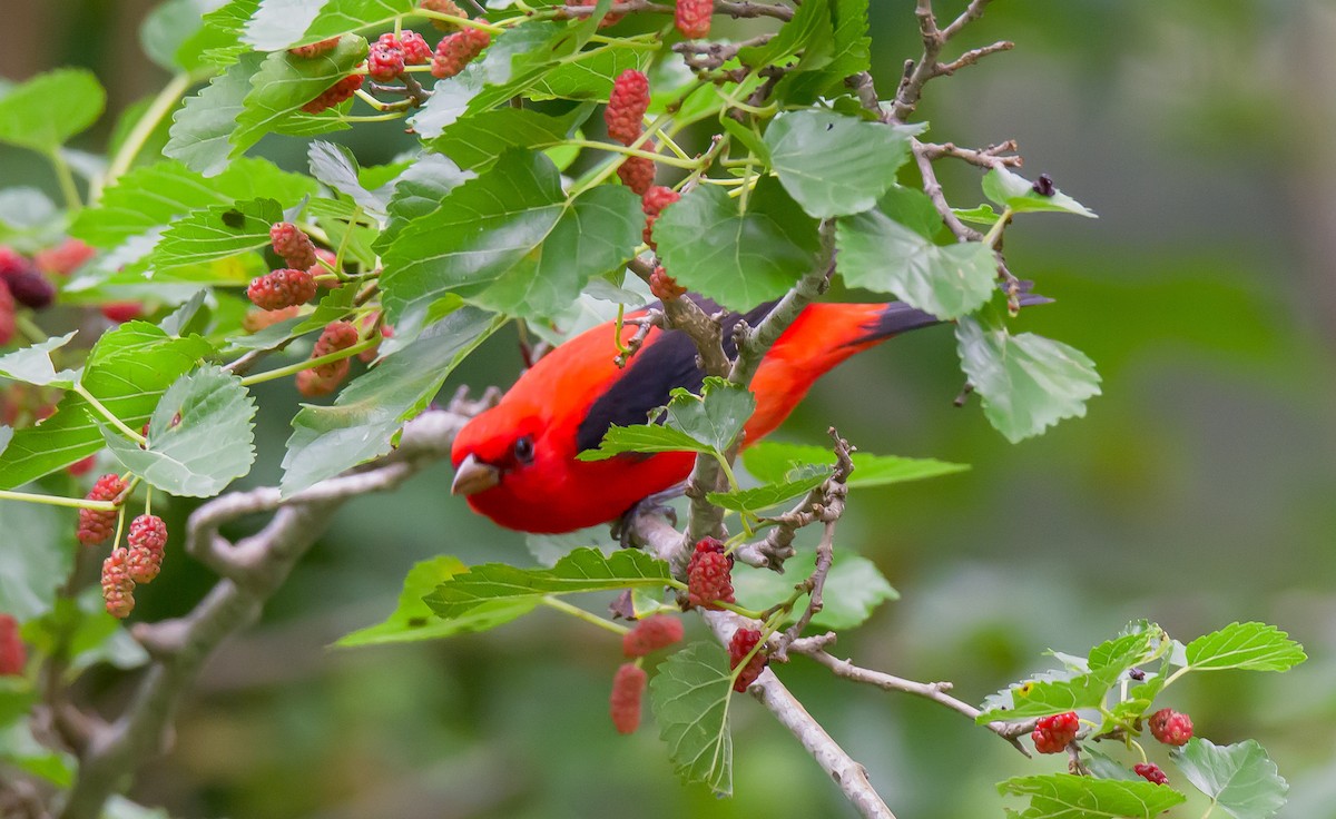 Scarlet Tanager - ML618438301