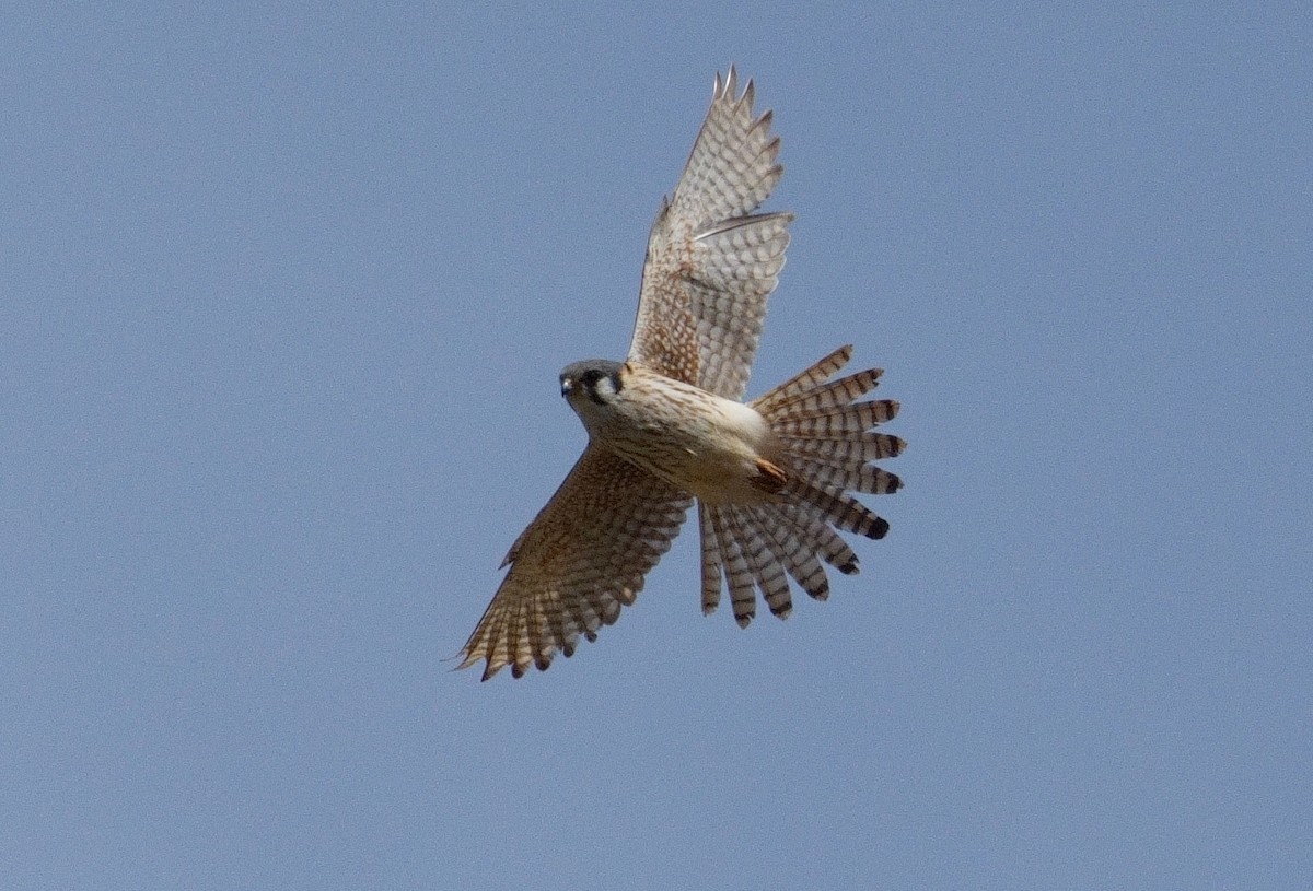 American Kestrel - Bill Thompson