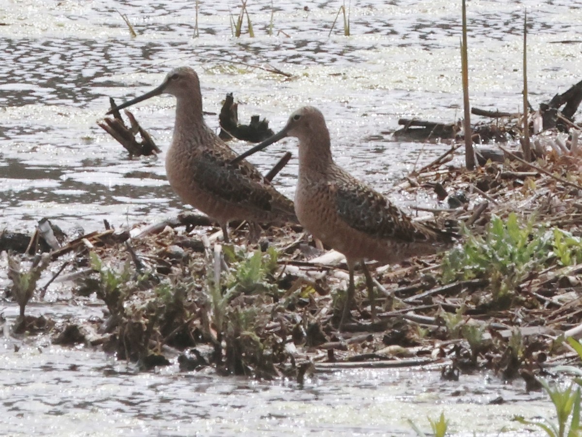 Long-billed Dowitcher - Jim Parker