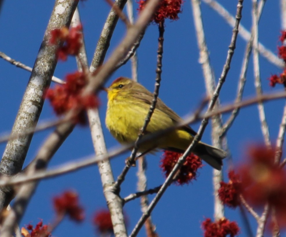 Palm Warbler (Yellow) - ML618438389