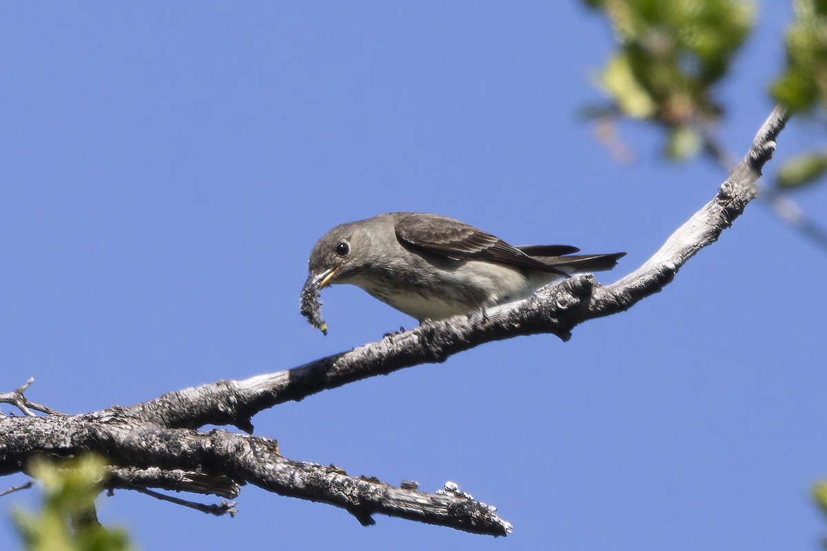 Olive-sided Flycatcher - ML618438391