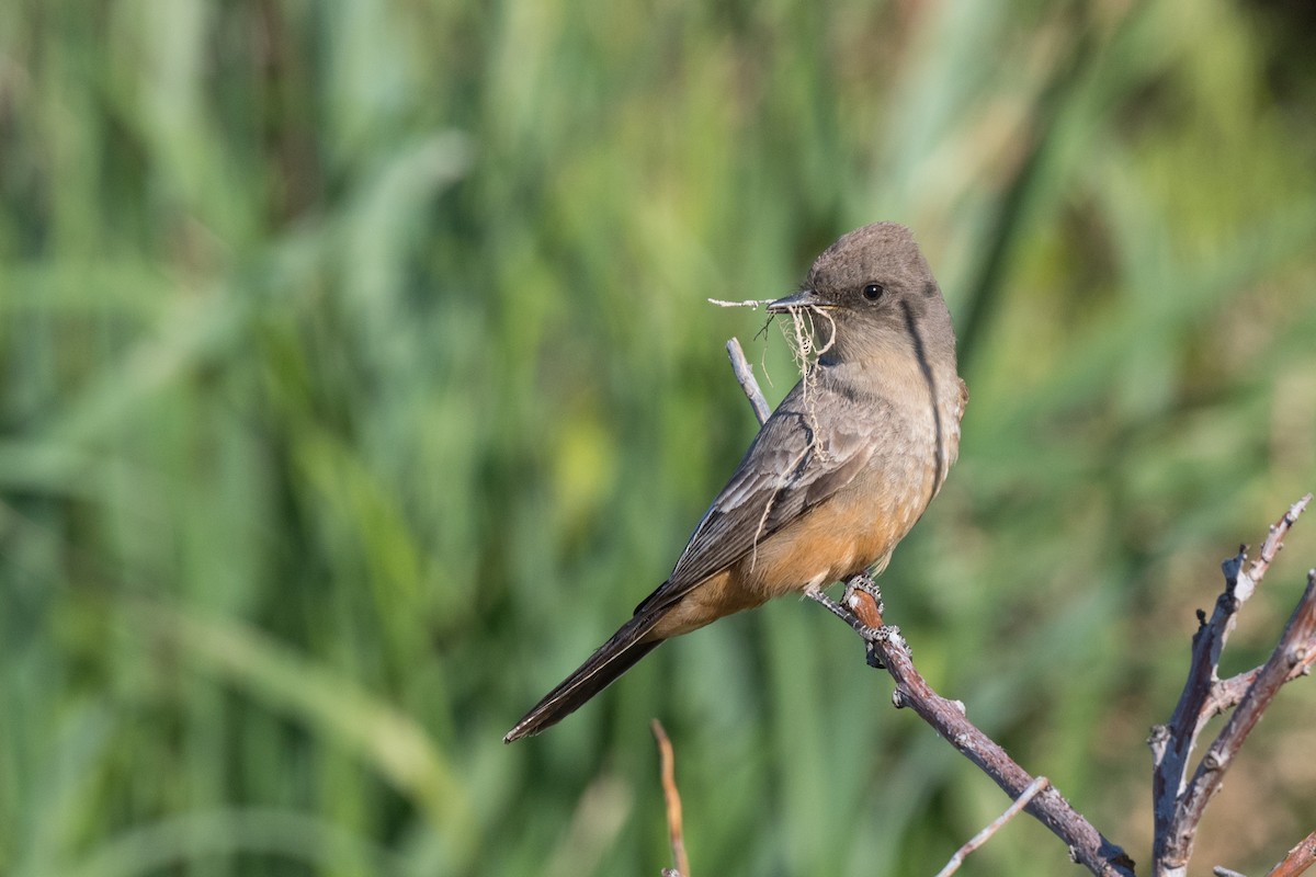 Say's Phoebe - ML618438393