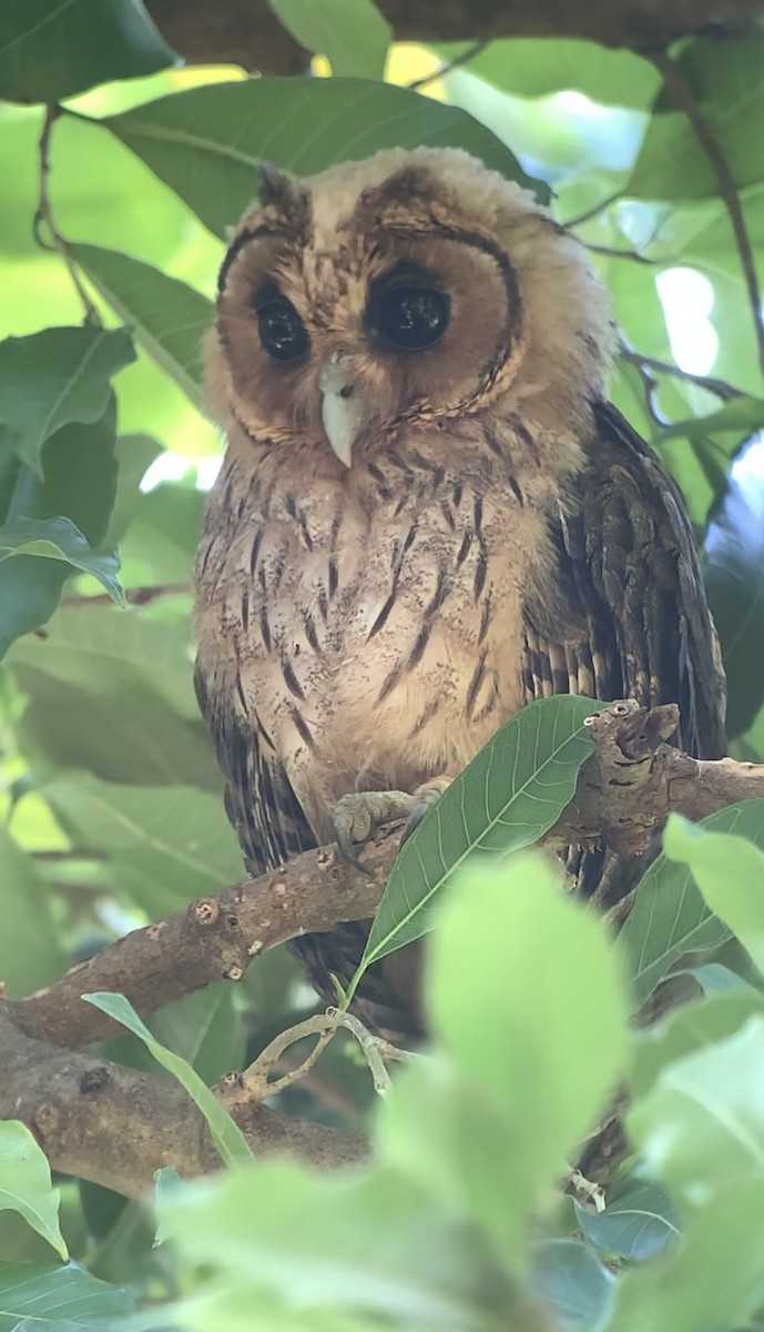 Jamaican Owl - ML618438394