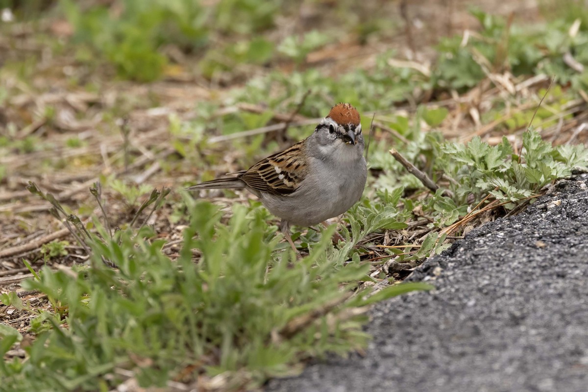 Chipping Sparrow - ML618438399
