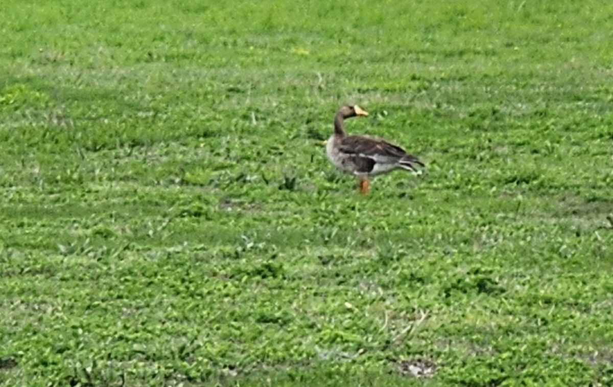 Greater White-fronted Goose - ML618438402