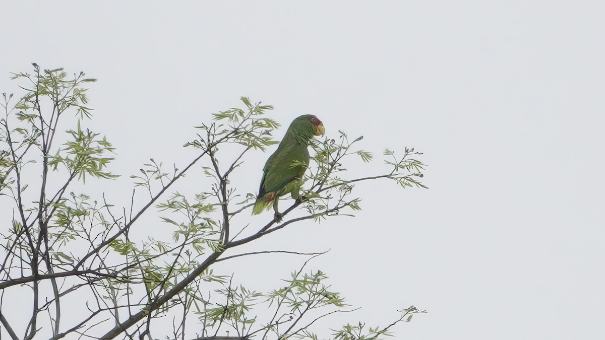 White-fronted Parrot - ML618438406