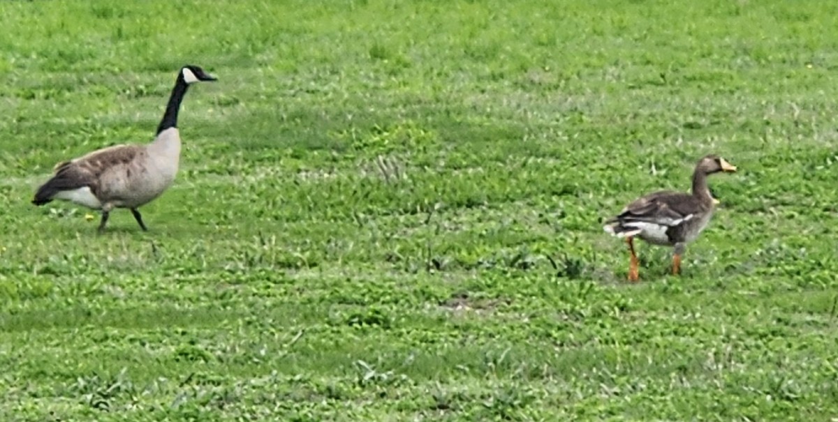 Greater White-fronted Goose - ML618438409