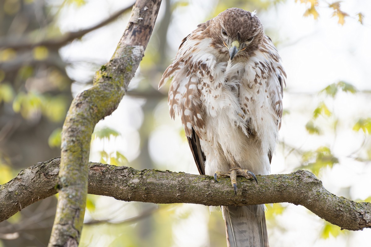 Red-tailed Hawk - ML618438414