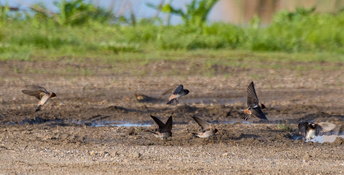 Cliff Swallow - ML618438424