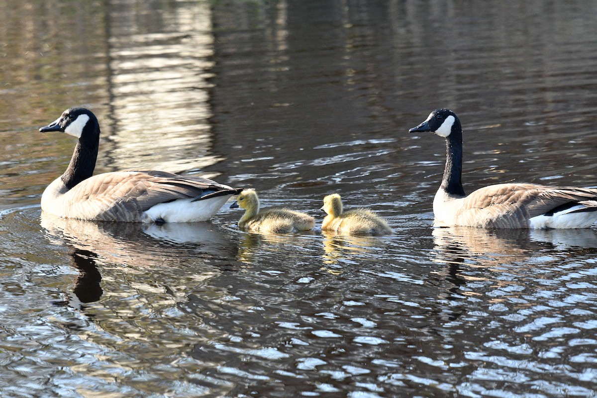 Canada Goose - ML618438432