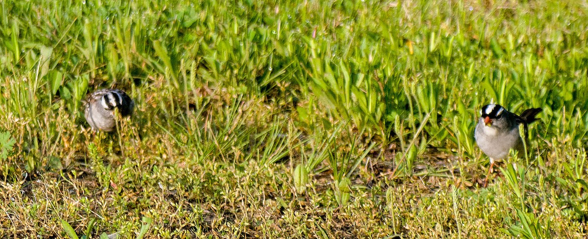 White-crowned Sparrow - Dennis Endicott