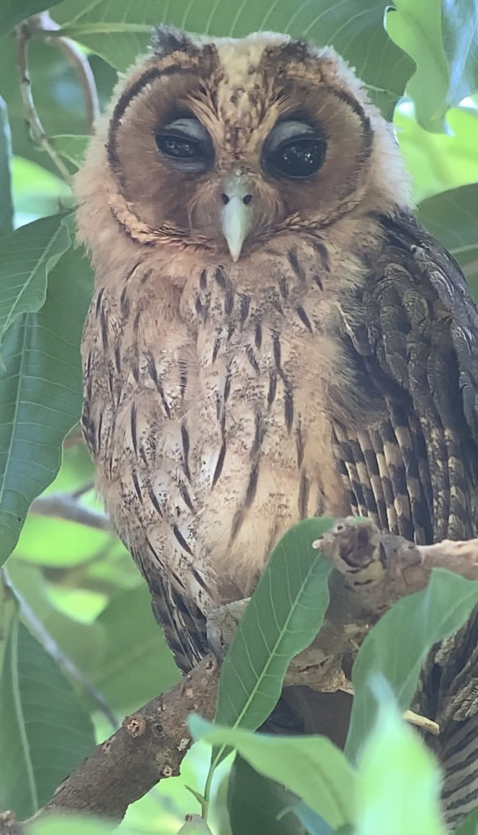 Jamaican Owl - ML618438445