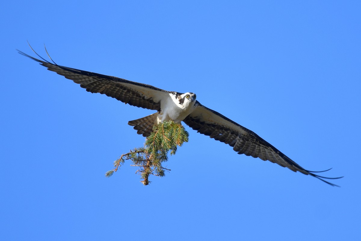 Osprey - ML618438455