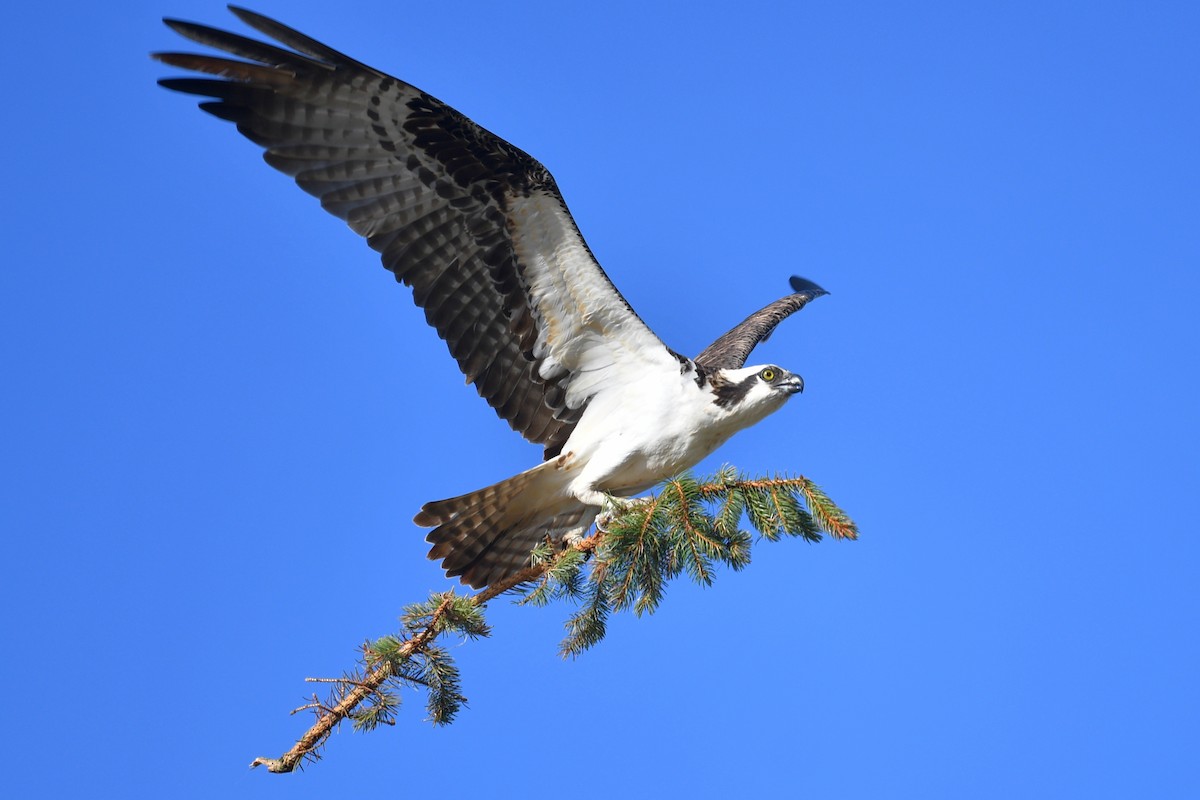 Águila Pescadora - ML618438462