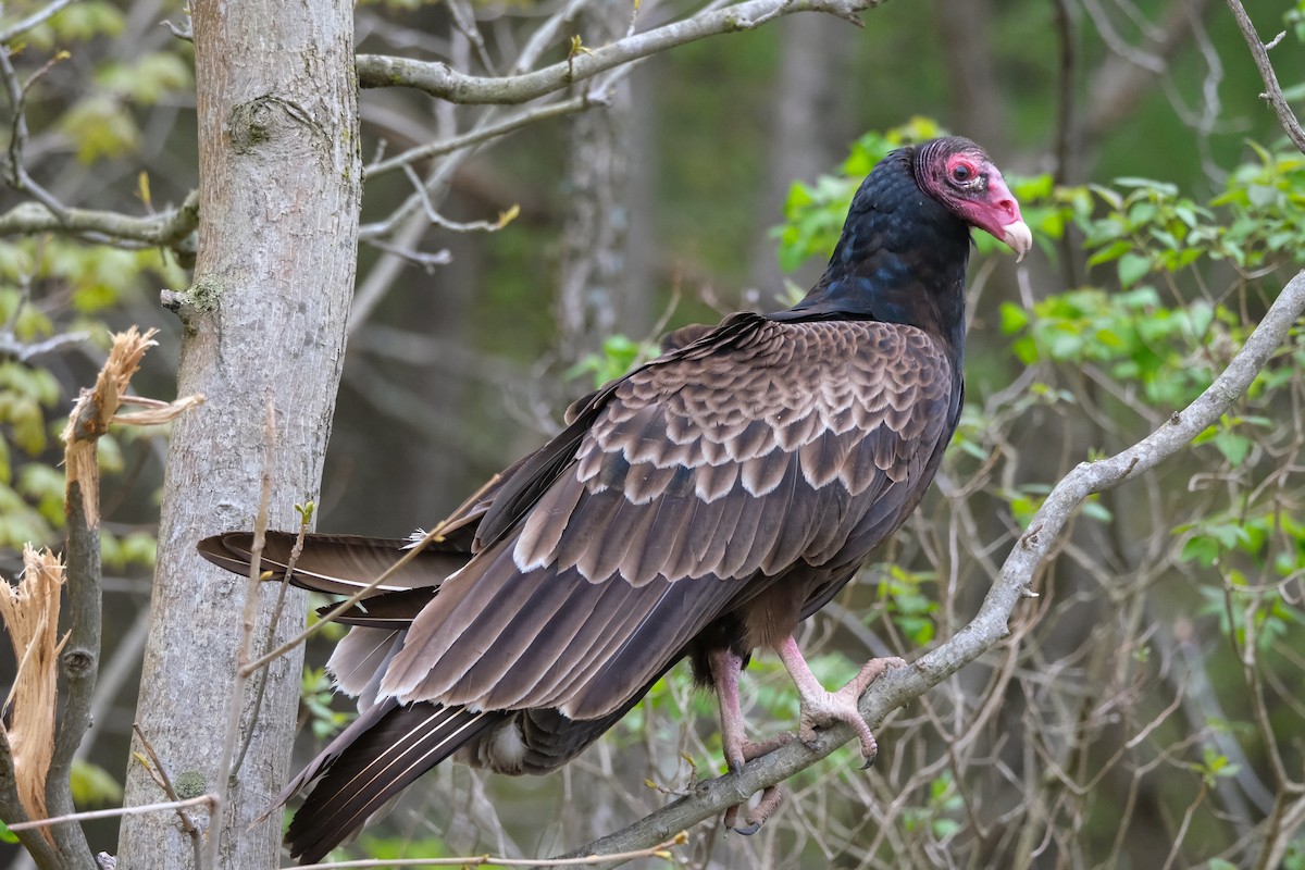 Turkey Vulture - Sandy Vandervalk