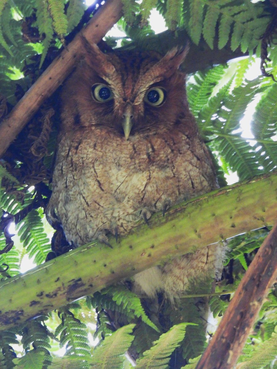 Middle American Screech-Owl - M. A. Noack