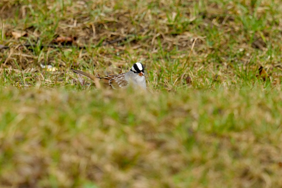 White-crowned Sparrow - ML618438491