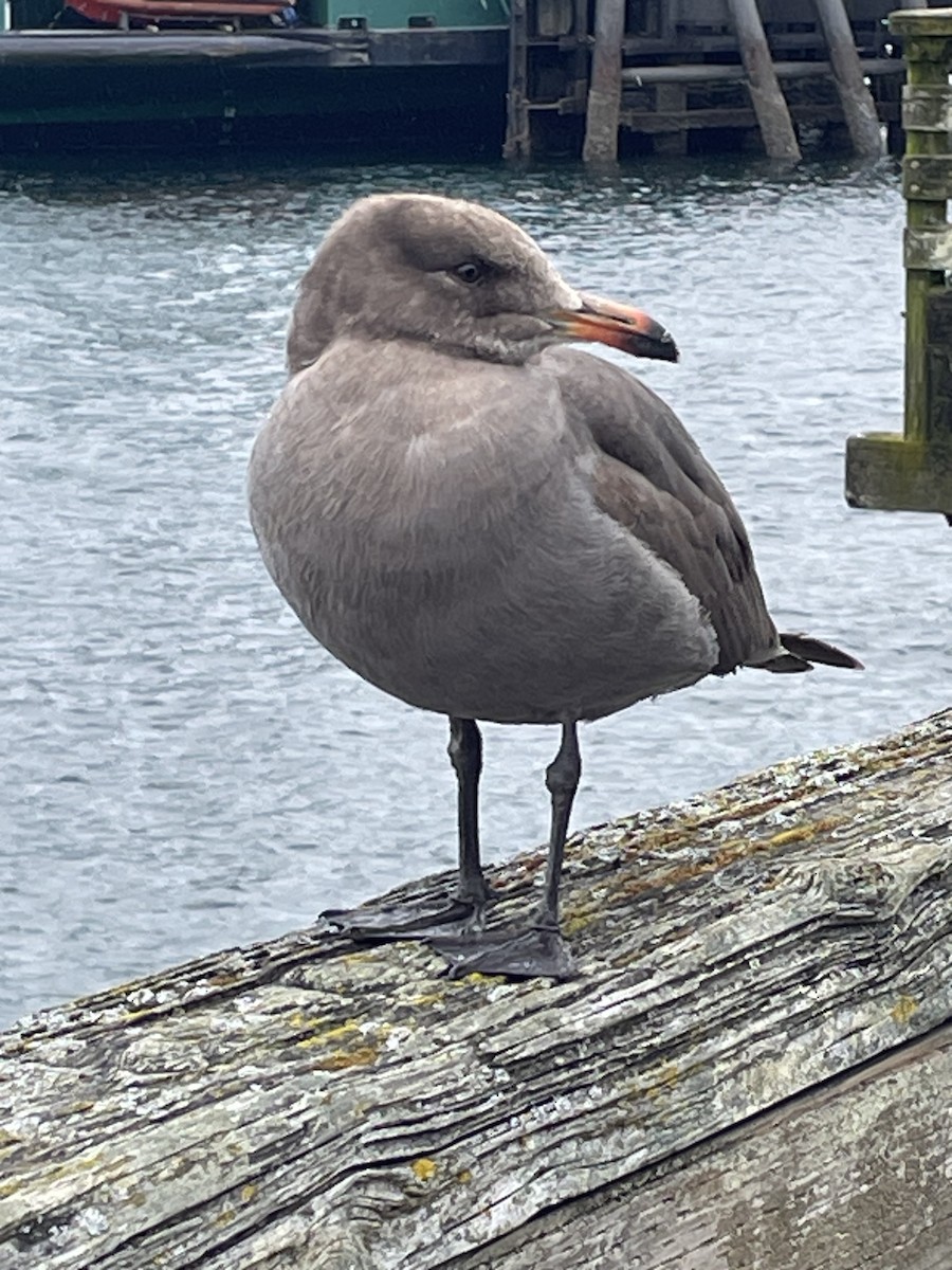 Heermann's Gull - ML618438493