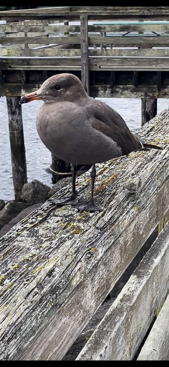 Heermann's Gull - Glenn Johnson