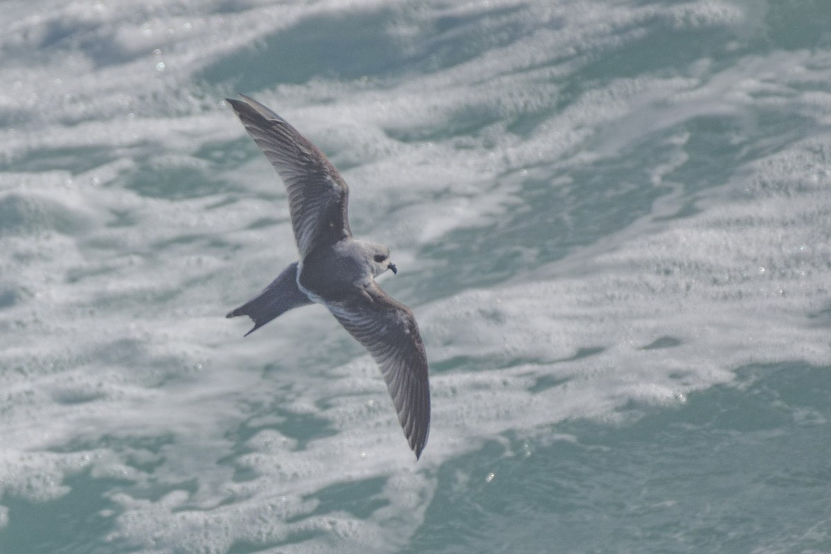 Fork-tailed Storm-Petrel - Patrick Felker