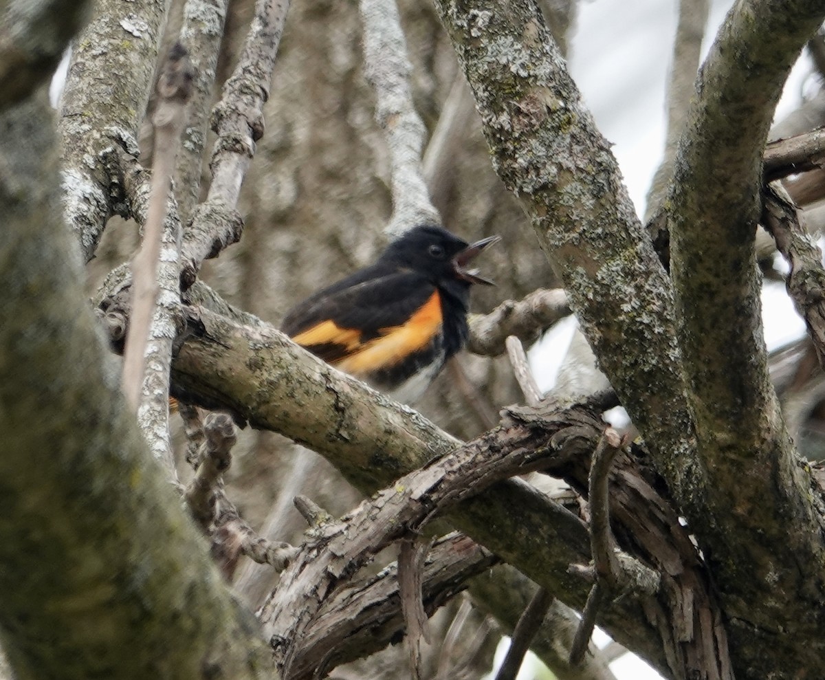 American Redstart - Rebecca Lovejoy