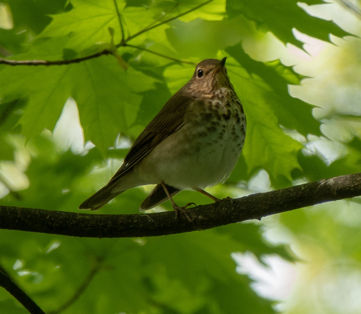 Hermit Thrush - Lynn    <')))< Salmon