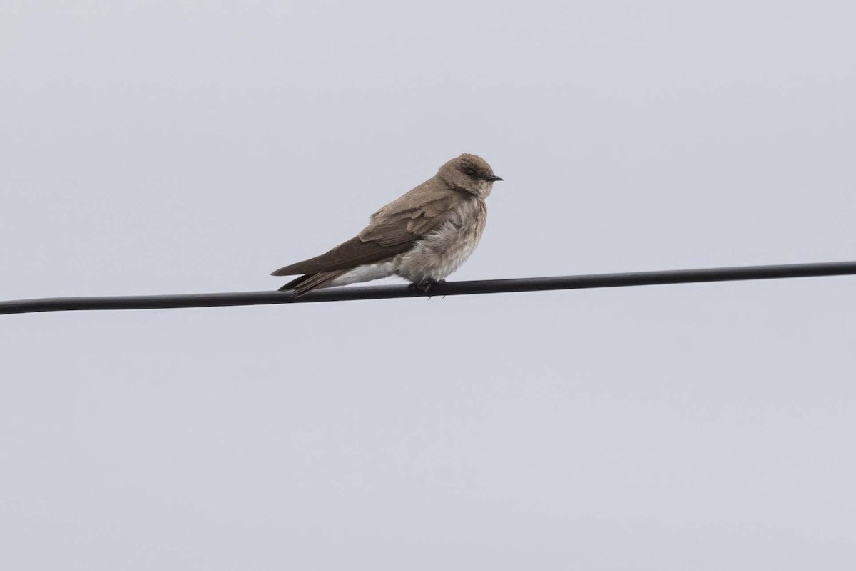 Northern Rough-winged Swallow - ML618438584