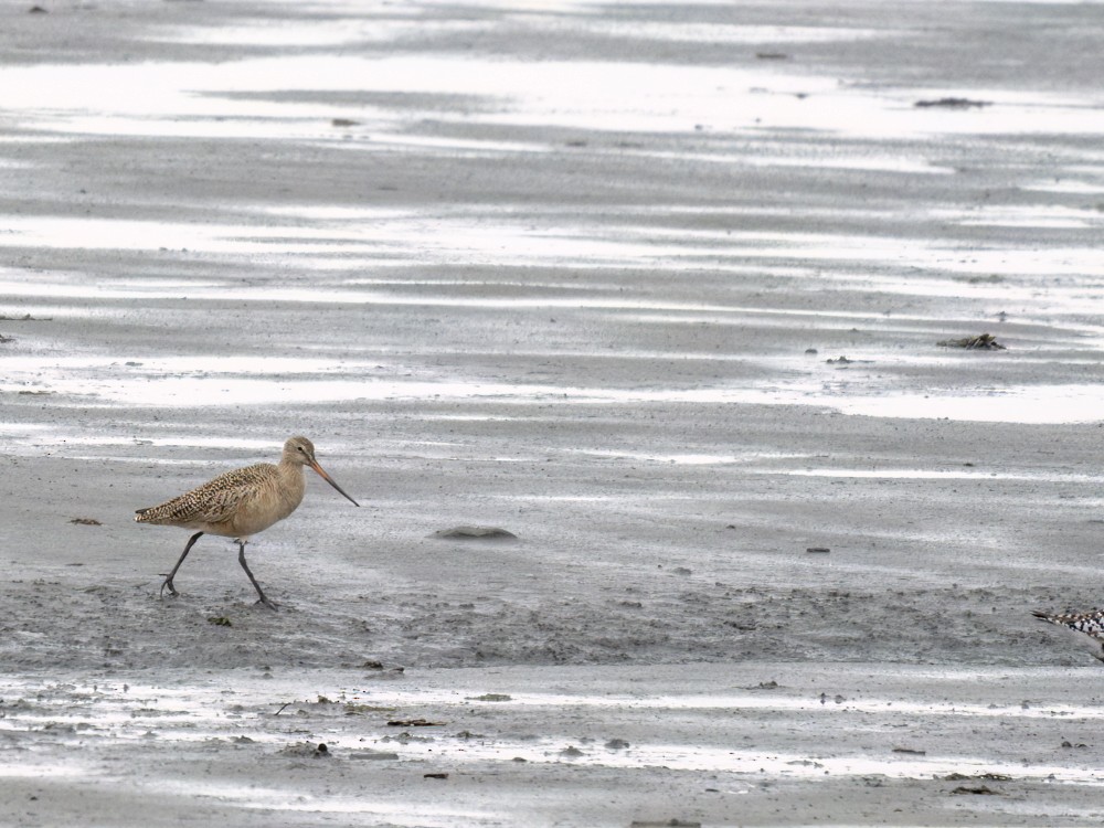 Marbled Godwit - Eleanor H Sarren