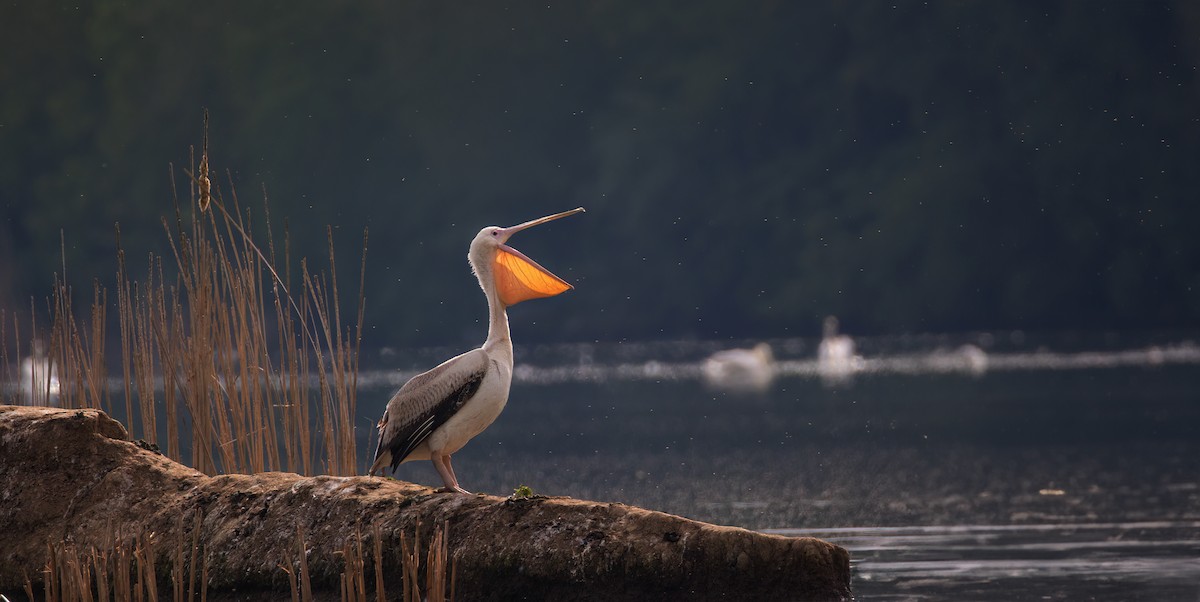 Great White Pelican - ML618438587