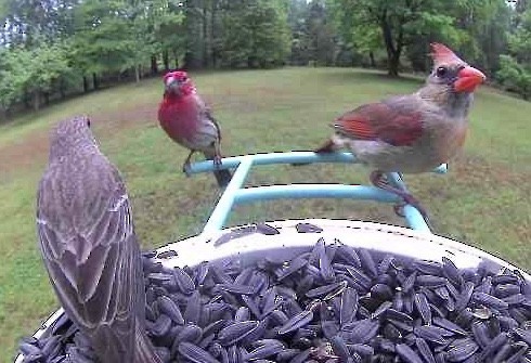 House Finch - Mary Kay F