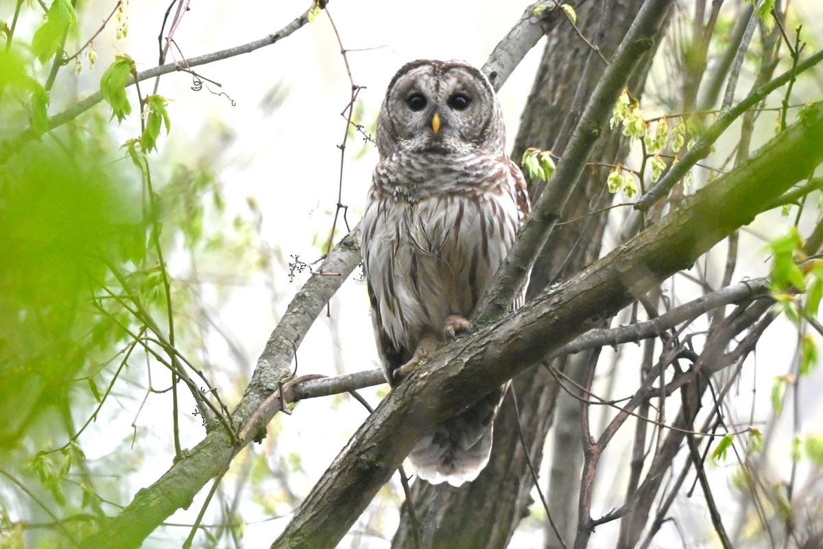 Barred Owl - ML618438616