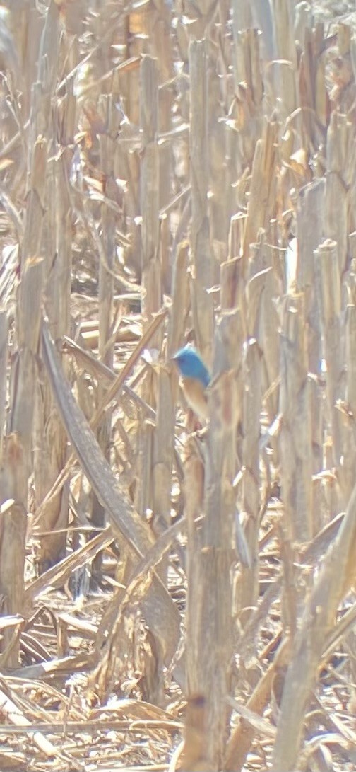 Lazuli Bunting - ML618438623