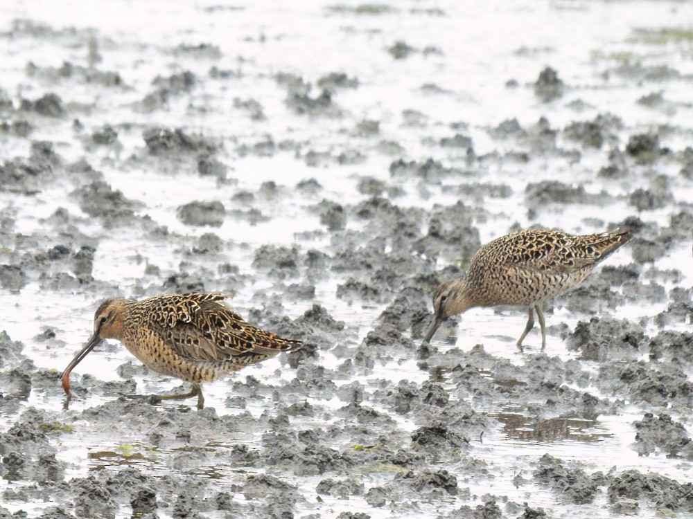 Short-billed Dowitcher - ML618438625