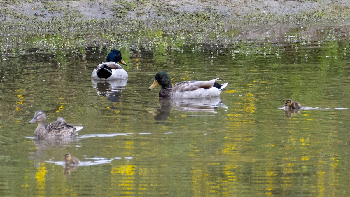 Mallard - James Kendall