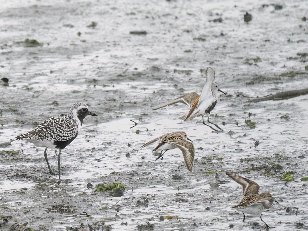 Black-bellied Plover - ML618438666