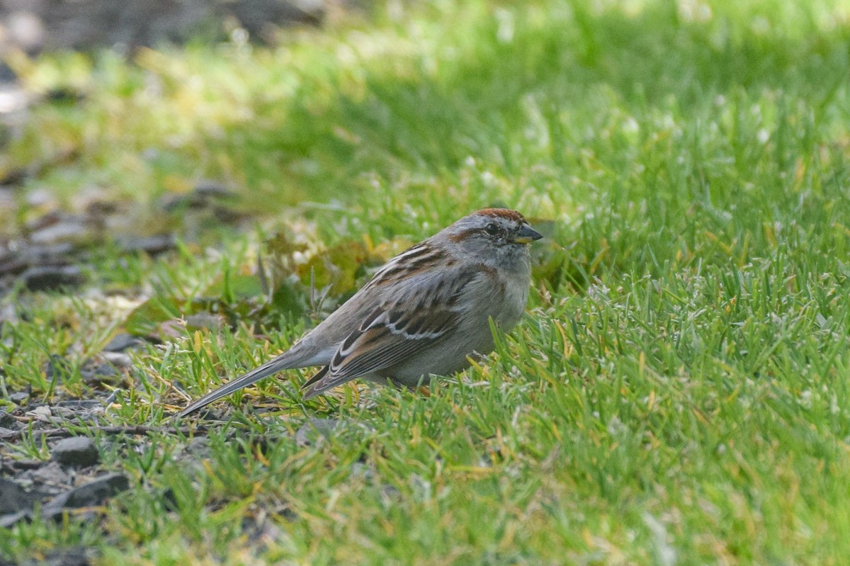 American Tree Sparrow - ML618438690