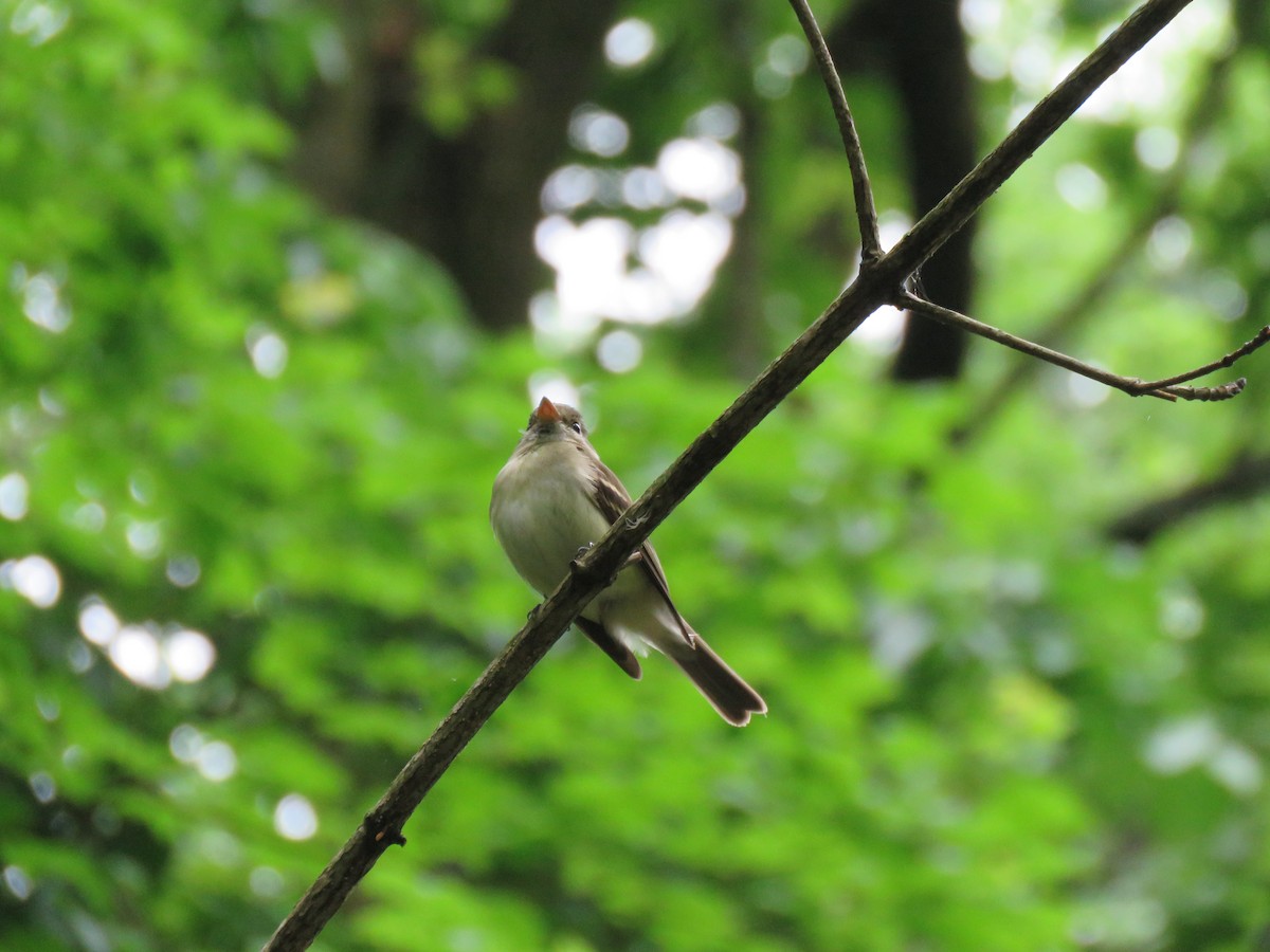 Acadian Flycatcher - Brad Dowd