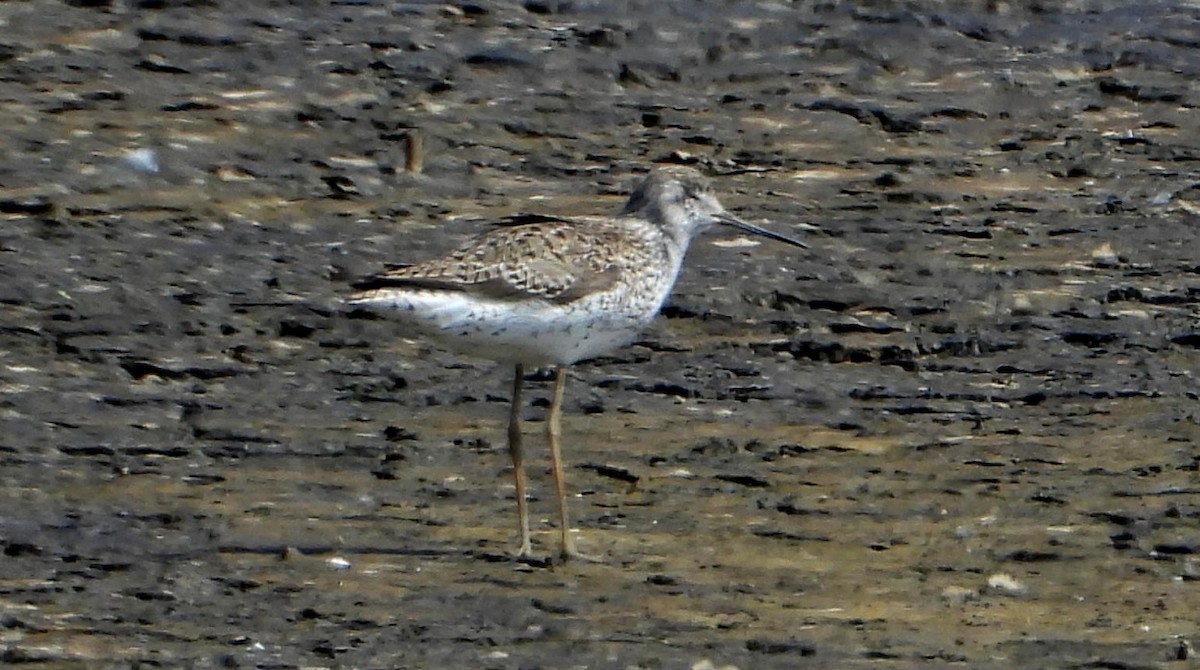 Marsh Sandpiper - ML618438718