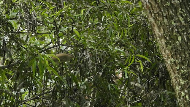 Black-whiskered Vireo - ML618438741