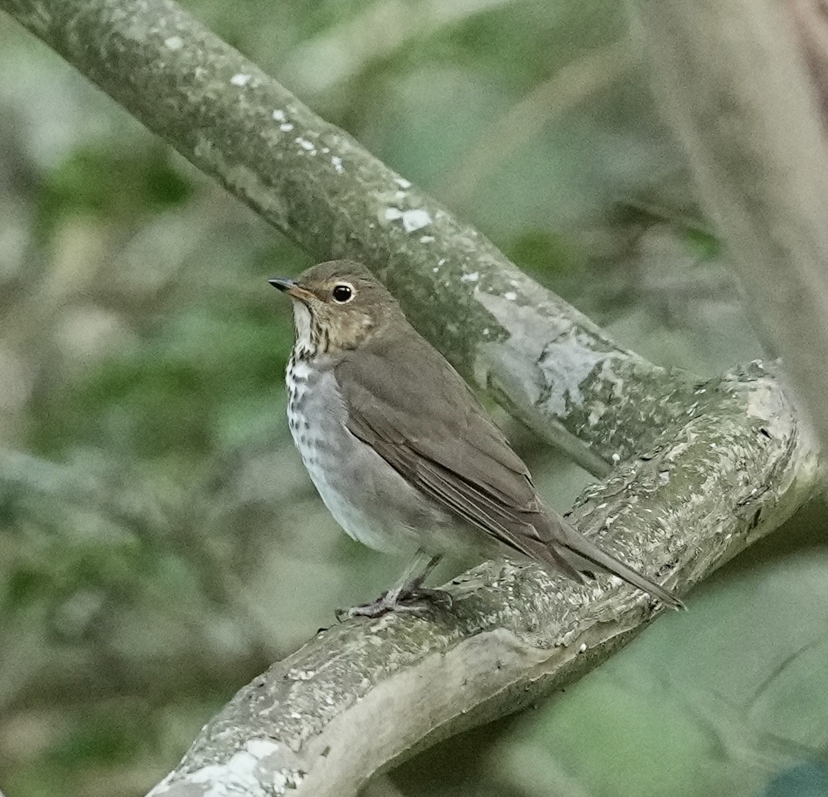 Swainson's Thrush - Stella Zhou