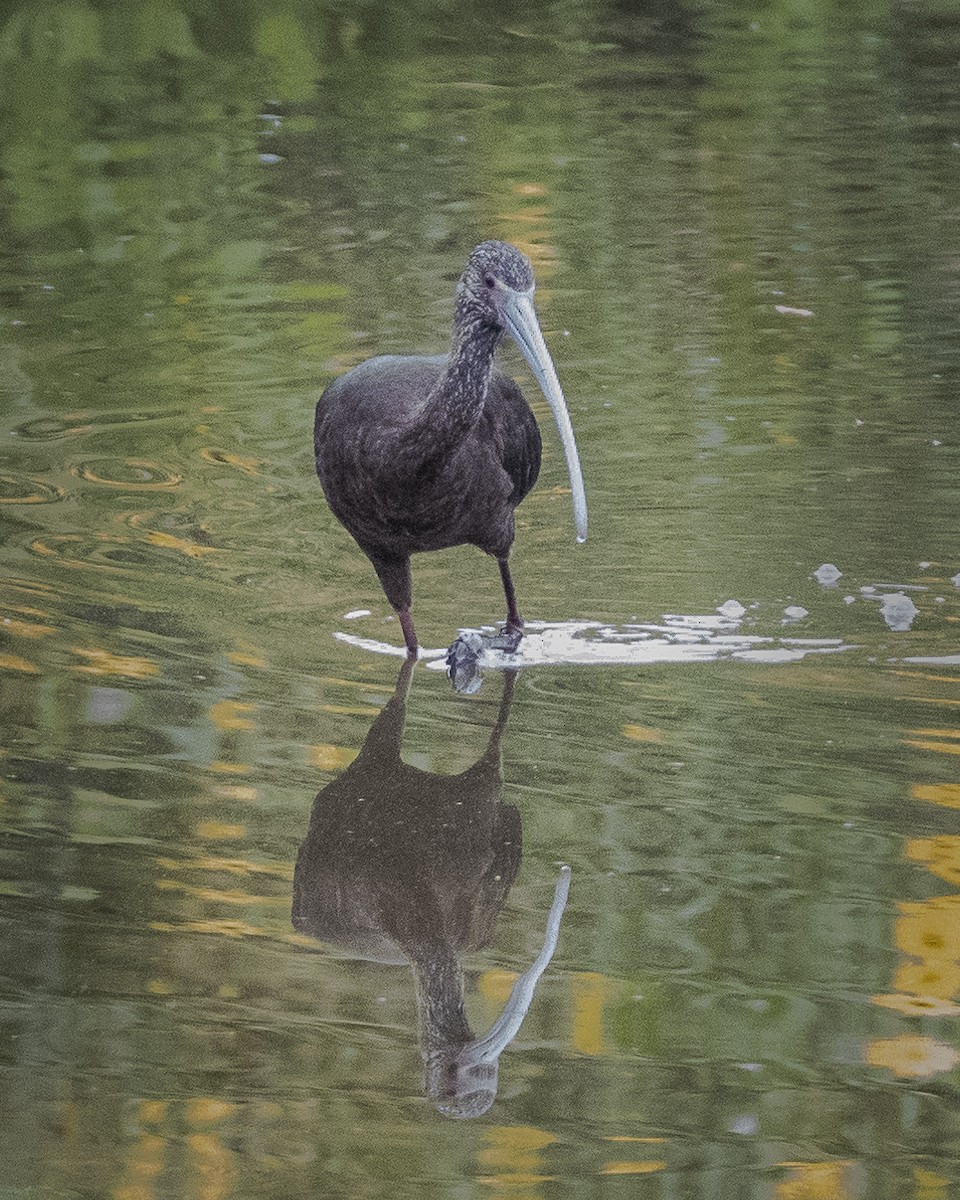 White-faced Ibis - James Kendall