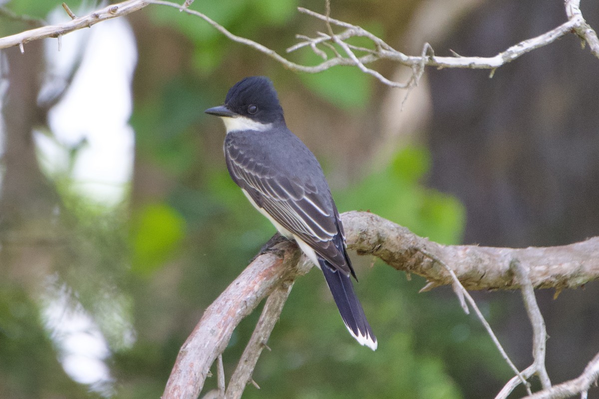 Eastern Kingbird - Jin Bai